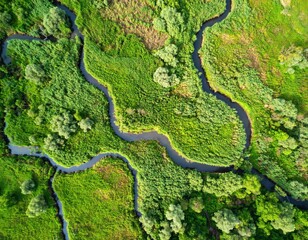 Fototapeta premium Aerial view of a winding river flowing through a lush green landscape, surrounded by vegetation and trees.
