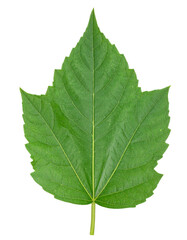 Obraz premium Vibrant green leaf with intricate veins, perfect for nature projects and designs.