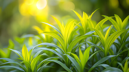 Close-up of vibrant green and yellow leaves in sunlight.