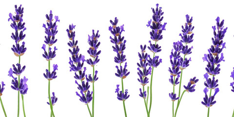 Fototapeta premium Lavender flower stalks arrangement on transparent png background