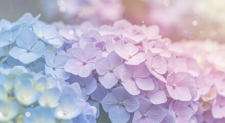Obraz premium Soft focus pastel hydrangea flowers with bokeh floral