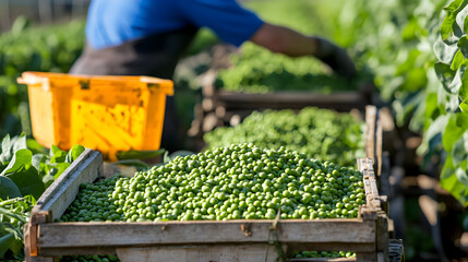 Green peas harvested outdoors