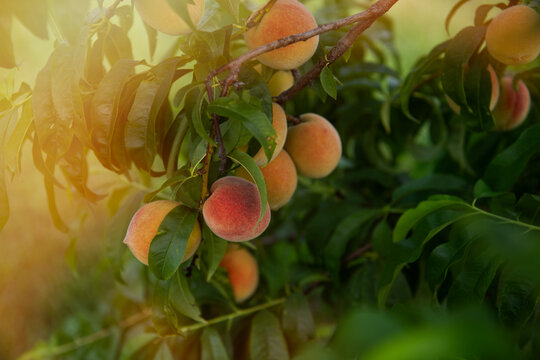 Peach tree