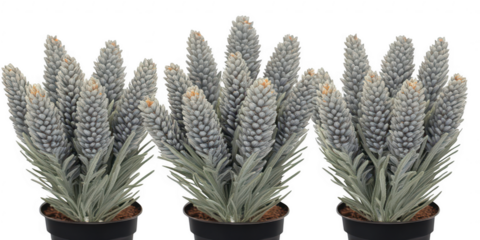 Three silver squill plants in pots on transparent png background