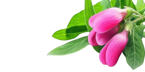 Pink flower and green leaves closeup on transparent png background