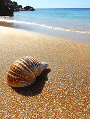 Seashell on a sandy beach near the ocean