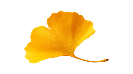 Naklejka premium Golden yellow ginkgo leaf with distinctive fan shape showcasing autumn botanical beauty