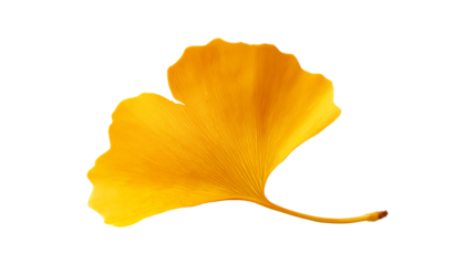 Golden yellow ginkgo leaf with distinctive fan shape showcasing autumn botanical beauty