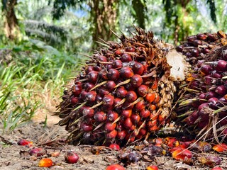 Fototapeta premium oil palm fruit with blurred background