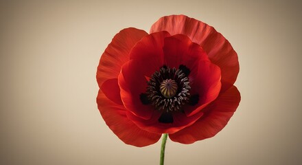 Close up of a vibrant red poppy flower with a dark center against a soft beige background in soft light