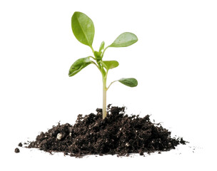 PNG Plant sprout with soil seedling concept growth.