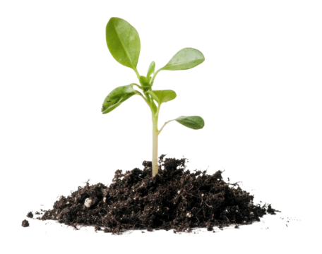 PNG Plant sprout with soil seedling concept growth.