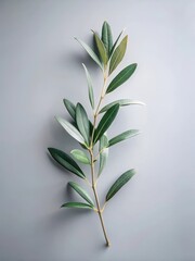 Minimalist elegant branch with olive leaves on a grey background