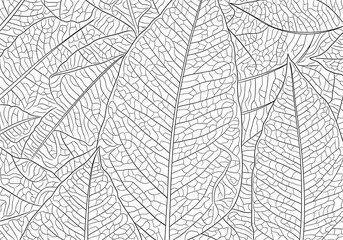 Detailed leaf vein pattern creates an intricate natural abstract design for backgrounds and