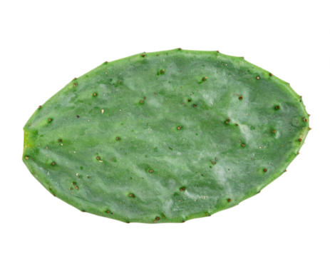 Vibrant green prickly pear pad showcases natural texture and subtle spiky details for healthy living