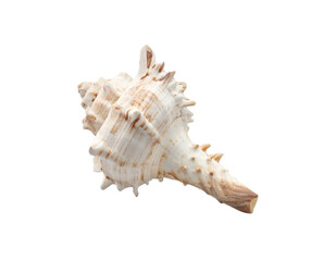 Naklejka premium Exquisite natural seashell with intricate texture and warm tones, perfect for coastal decor and design projects