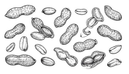 Detailed Hand-Drawn Peanut Vector Illustration with Varied Poses and Compositions