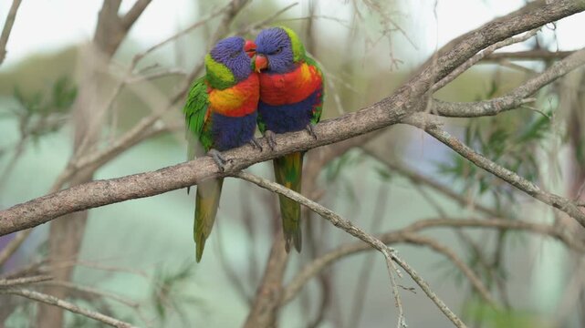 Rainbow lorikeets allopreening