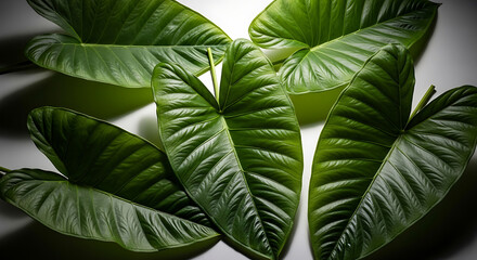 Lush Green Tropical Plant Leaves in Close Up