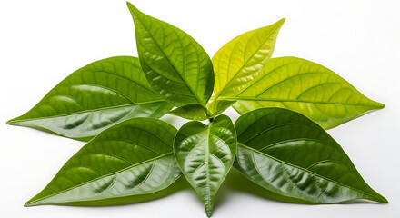 Vibrant Green Plant Leaves with Detailed Veins and Yellowing Tips