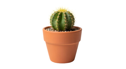 Cactus plant in a small pot isolated 