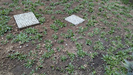 A patch of dark soil with scattered green plants and two light-colored, textured square stepping stones.