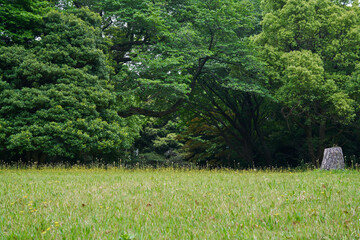 黄色い花が咲く草原