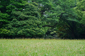 黄色い花が咲く草原