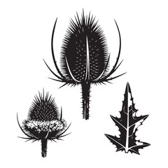 Bold Teasel Seed Head Graphic Vector Collection