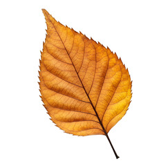 A single dried leaf with curled edges and earthy tones, isolated on white or transparent background, natural and textured, perfect for autumn or eco-themed design