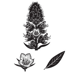 High-Impact Viper's Bugloss Flower Spike Silhouette Set