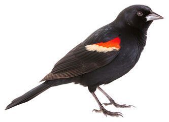 Obraz premium PNG Red winged blackbird animal white background wildlife.