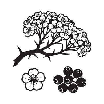 High-Impact Hawthorn (May Tree) Branch and Flower Set