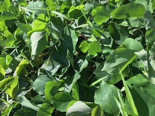 Mucuna Bracteata Plant at Palm Oil Plantation in Borneo Rainforest