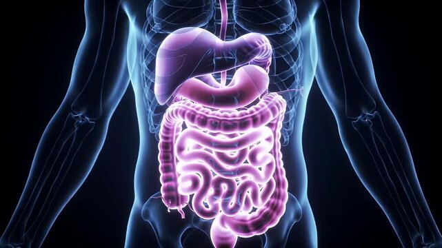 Detailed Dimly Lit Visualization of the Human Digestive System Featuring Liver Stomach and Intestines Rendered in Purple Hue Against Transparent Blue Torso Perfect for Medical Visualization
