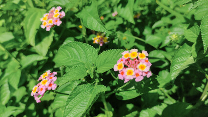 Groups of small pink and yellow lantana camara flowers. Verbenas flora isolated on vertical full frame green leaves botanical background.