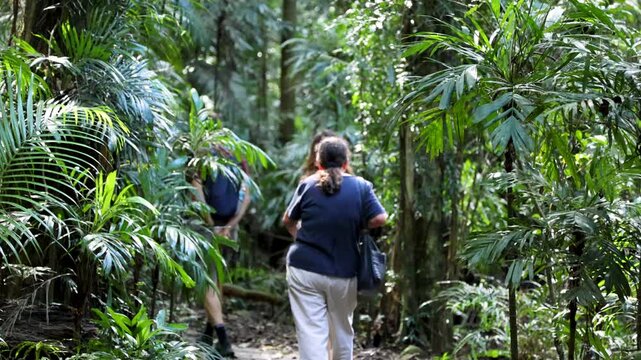 People Walking Along Forest Trail in Dorrigo Rainforest