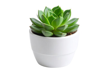 Small Potted Succulent with White Ceramic Pot, isolated on transparent background