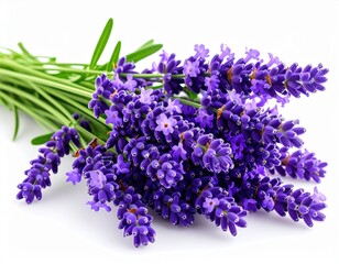 A close-up studio image of a cluster of purple lavender flowers with slender green