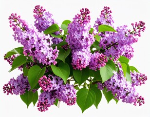 A detailed photograph of a blooming purple lilac bush