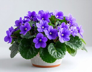 A detailed shot of a potted African violet plant showcasing its velvety purple flower
