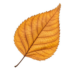 A single dried leaf with curled edges and earthy tones, isolated on white or transparent background, natural and textured, perfect for autumn or eco-themed design