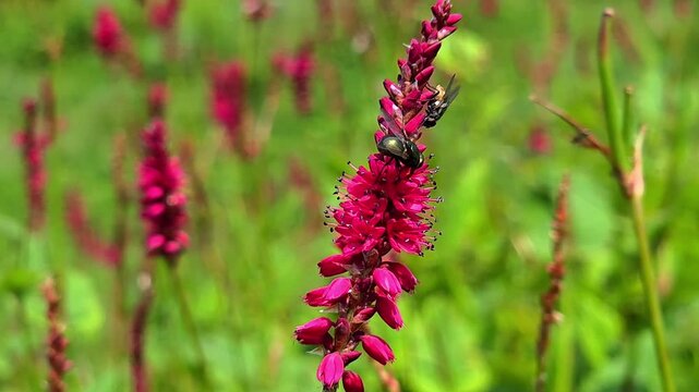 Blue Bottle Fly (Calliphora vomitoria) Collecting Nectar from Red Bistort (Bistorta amplexicaulis) &ndash; 120fps Slow Motion 4K Footage