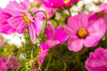 Obraz premium pink and white flowers