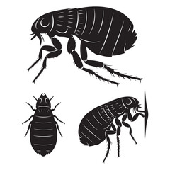 Set of 3 Tick Silhouettes as an Arachnid Ectoparasite Vector Set