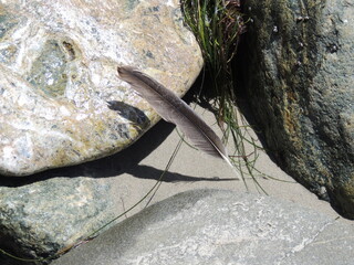A feather sits between three rocks on the beach