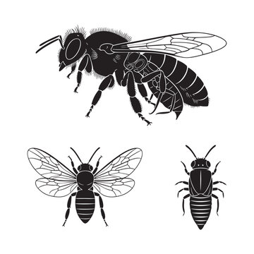 Set of 3 Stylops Silhouettes as a Twisted Wing Insect Parasite