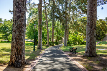 Pathway in Rosalind Park, Bendigo, Victoria, Australia, featuring tall pine trees, a vintage-style lamp post, and a peaceful bench. A public green space or a scenic retreat in a regional city.