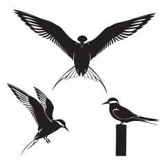 Set of 3 Arctic Tern Silhouettes as a Migratory Seabird Set