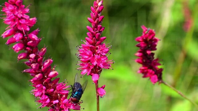 Blue Bottle Fly (Calliphora vomitoria) Collecting Nectar from Red Bistort (Bistorta amplexicaulis) &ndash; 120fps Slow Motion 4K Footage